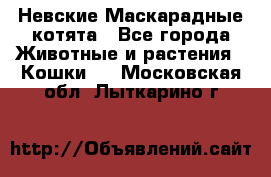 Невские Маскарадные котята - Все города Животные и растения » Кошки   . Московская обл.,Лыткарино г.